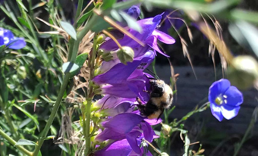 Bumble bee collecting pollen penstemon.