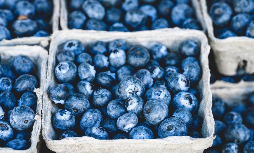 Bunches of cultivated blueberries in containers.