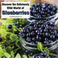 Jars of blueberries with overlay: Discover the Deliciously Wild World of Blueberries