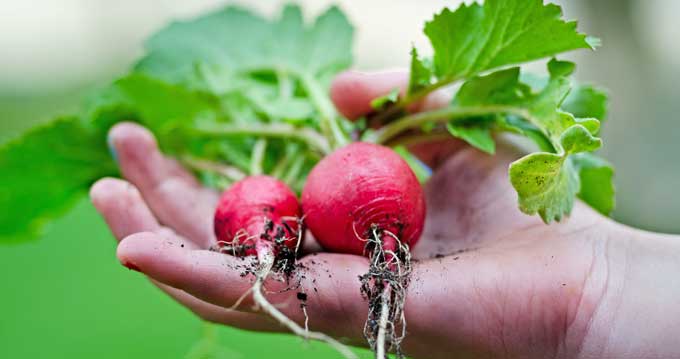 Hand holding a couple of radishes pulled from the garden.