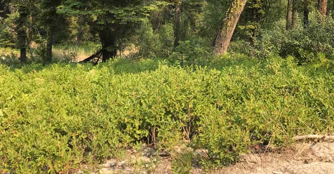 Huckleberry Plants