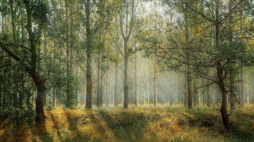 Misty forest with sunbeams.