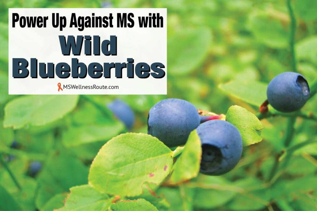 Wild blueberry bush with overlay: Power Up Against MS with Wild Blueberries