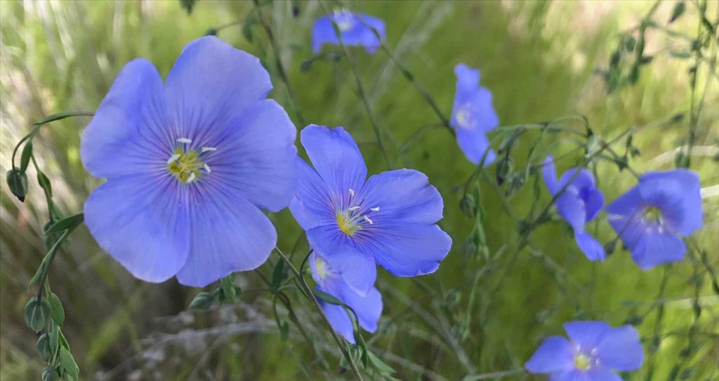 Blue flax wildflowers