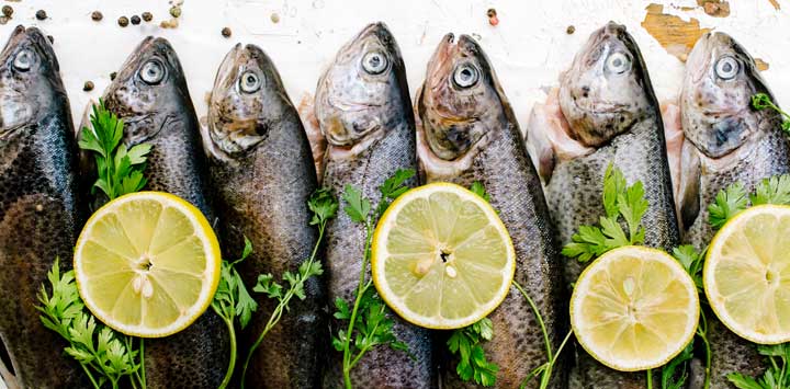 Trout lined up for cooking with lemon slices and parsley.