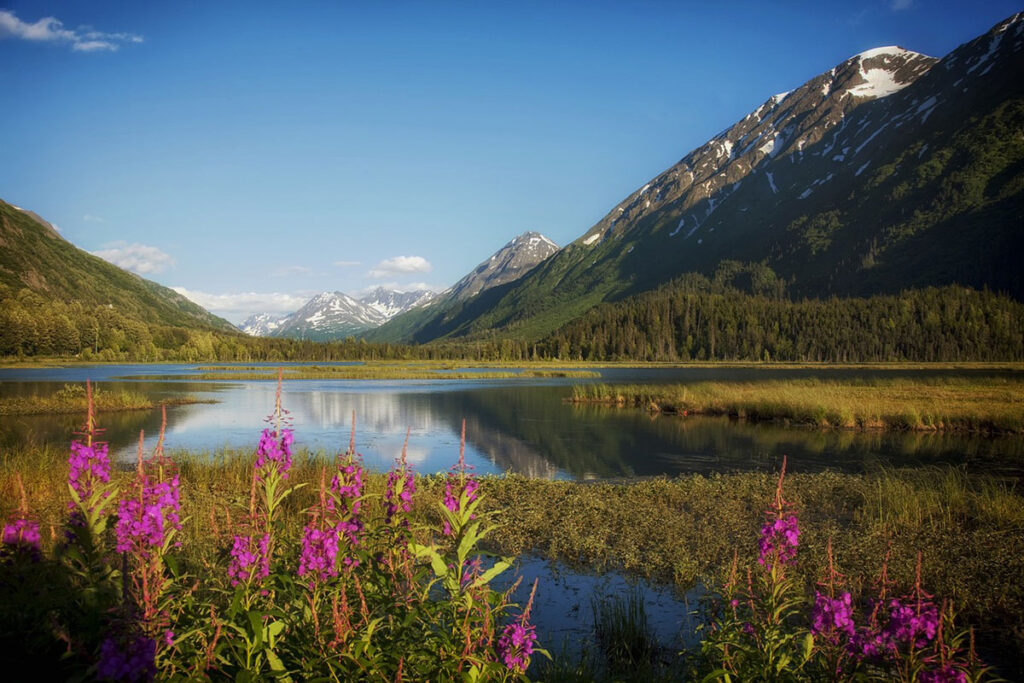 Beautiful snowcapped Alaskan mountain view with water and pink wildflowers.