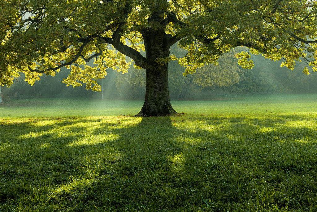 Beautiful tree in the middle of a field covered with grass with the tree line in the background.