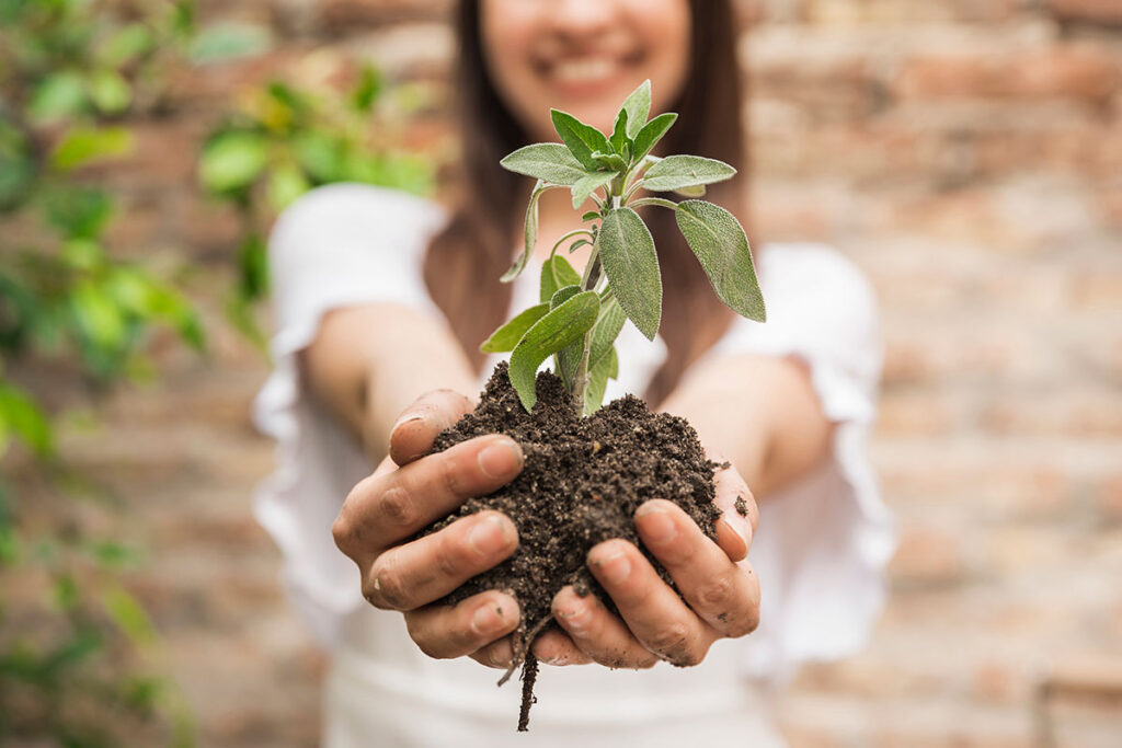 Close up of woman's hands holding a seedling.