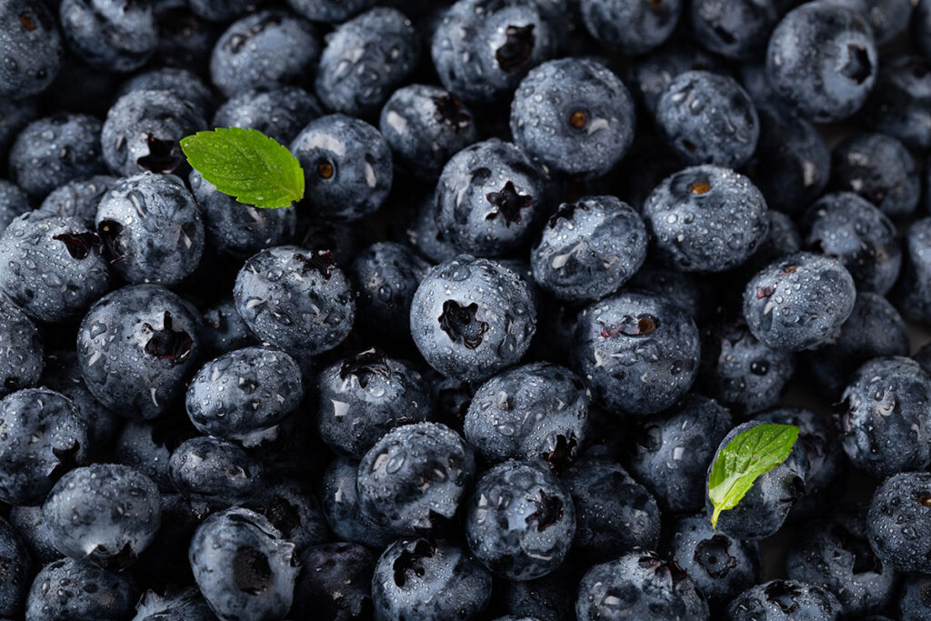 Close up of wild blueberries with a couple leaves and dew.