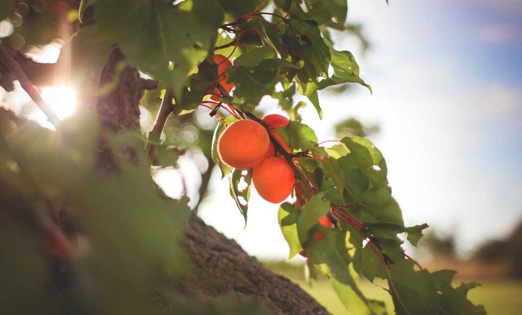 Fresh apricots on the tree.