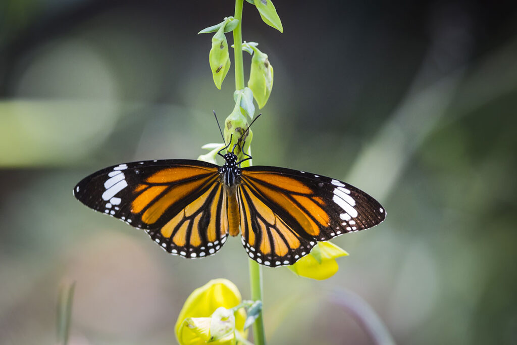 Monarch butterfly perched on a green stem.