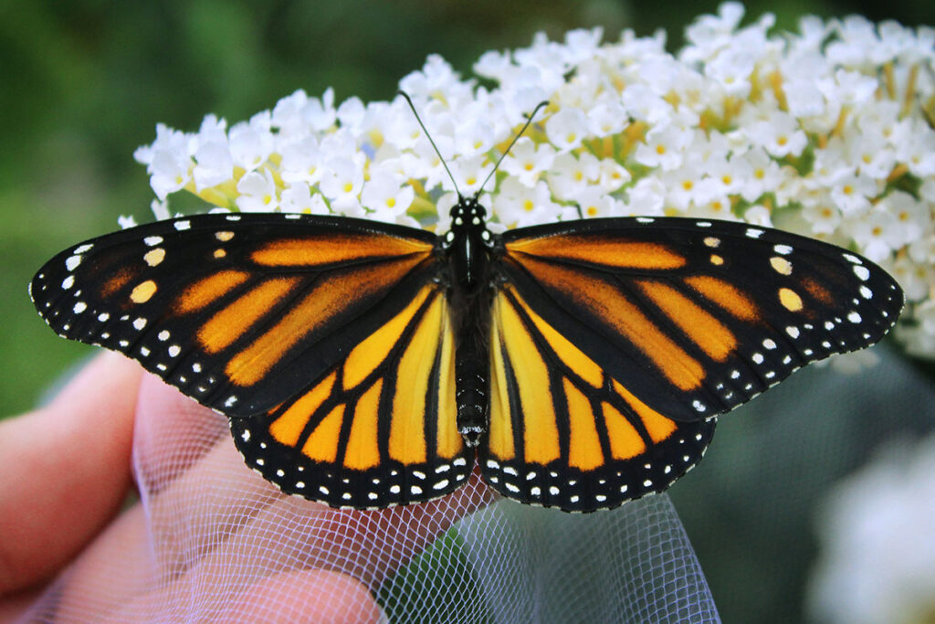 Close up of hands holding white flowers with monarch butterfly.