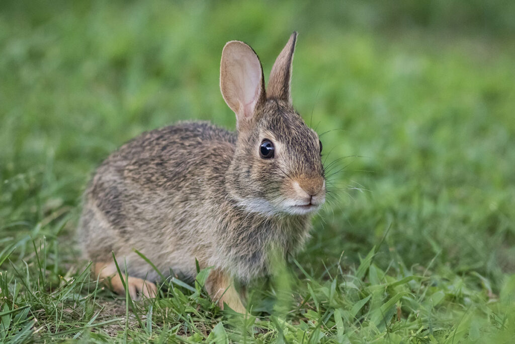 Close up of a rabbit on green grass.