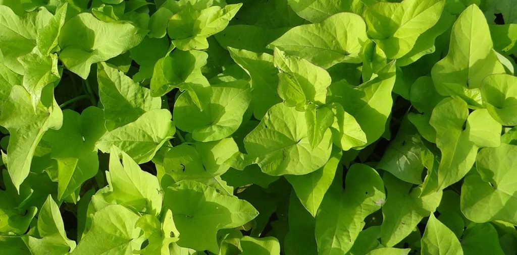 Sweet Caroline sweet potato leaves.