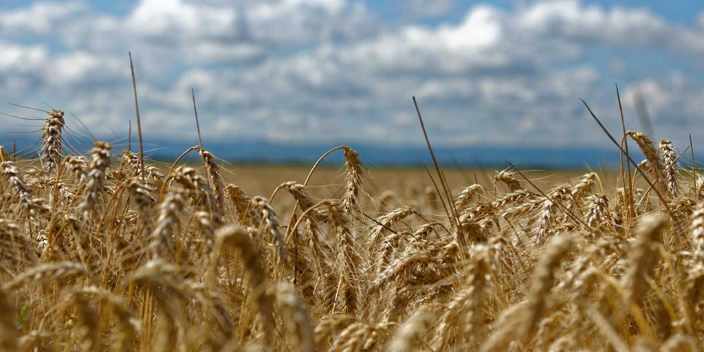 Wheat field with mountains and cloudy sky in background.