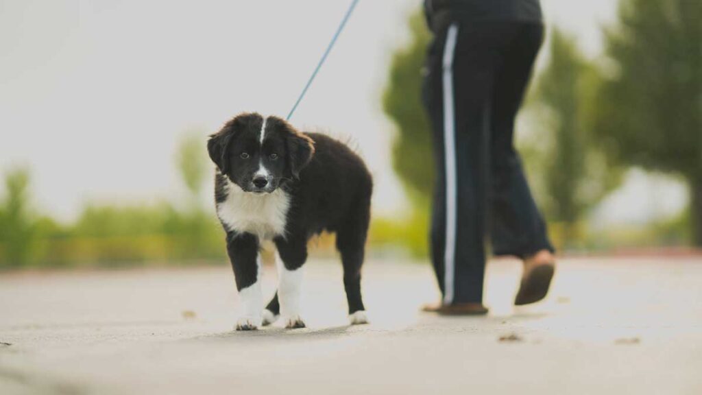 Woman walking black and white border collie outdoors.